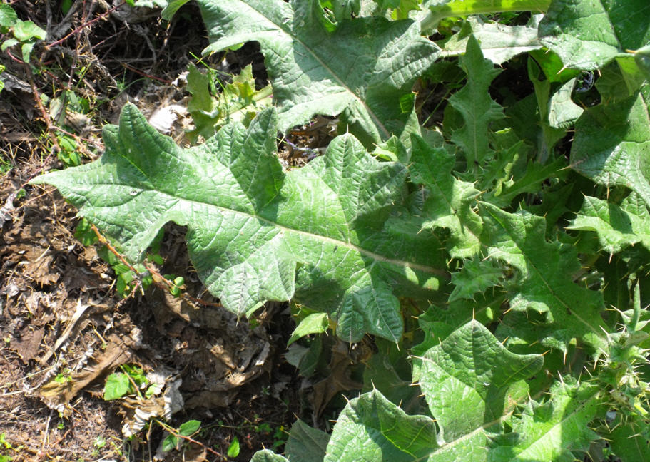 Cirsium scabrum
